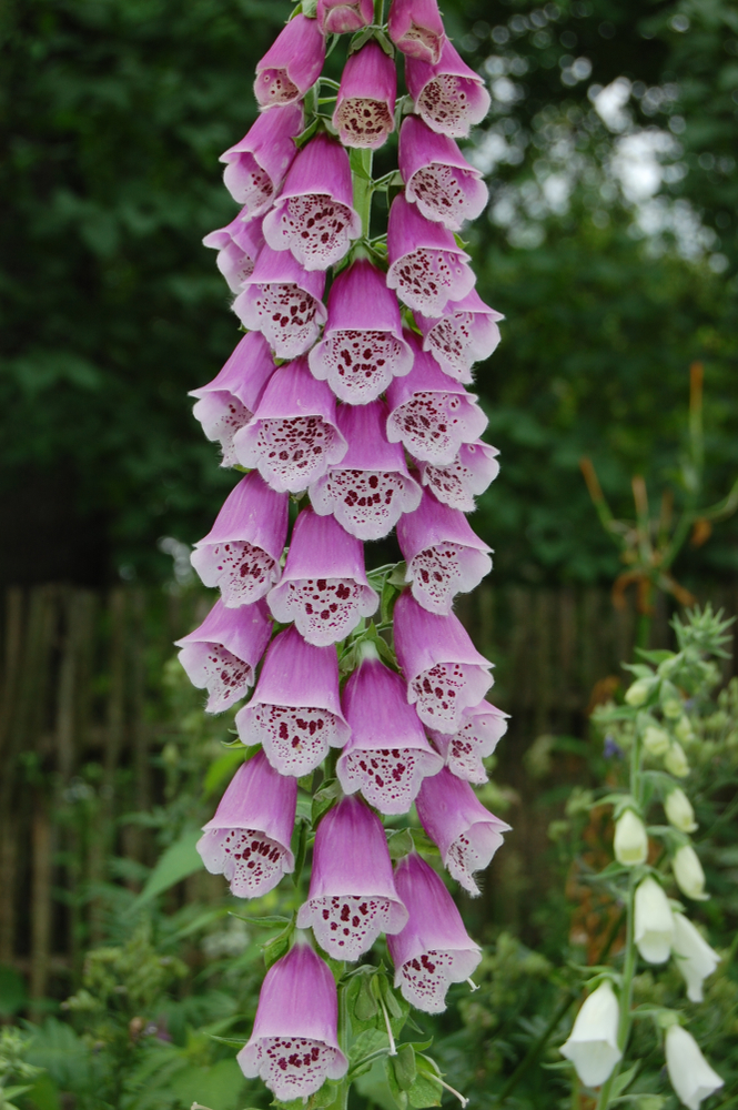 Foxglove