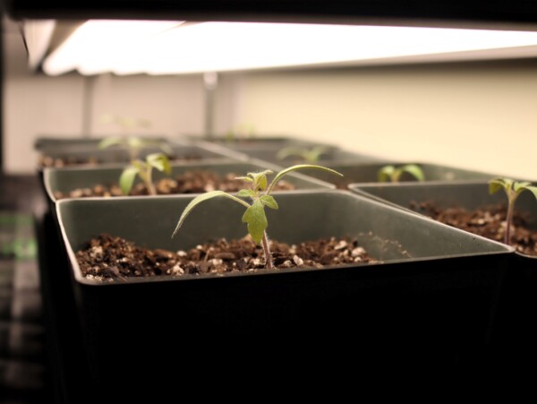 Tomato seedlings under DIY Grow Lights