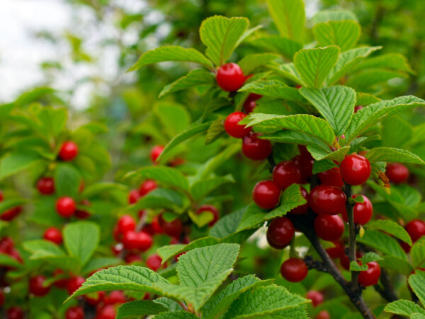 Nanking Cherry Bush in Fruit