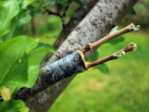 Grafting Apple Trees