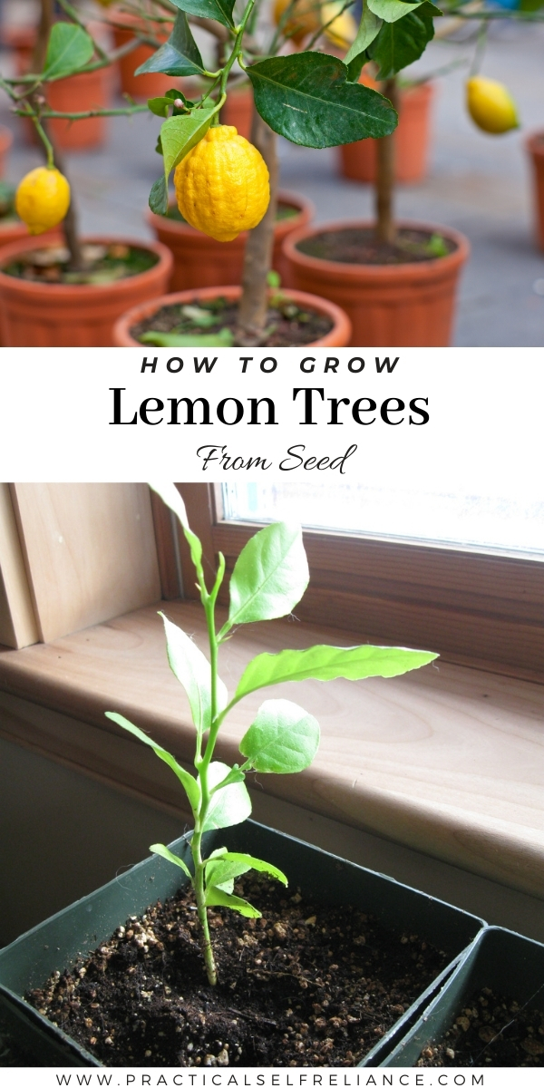 How to Grow Lemon Trees from Seed