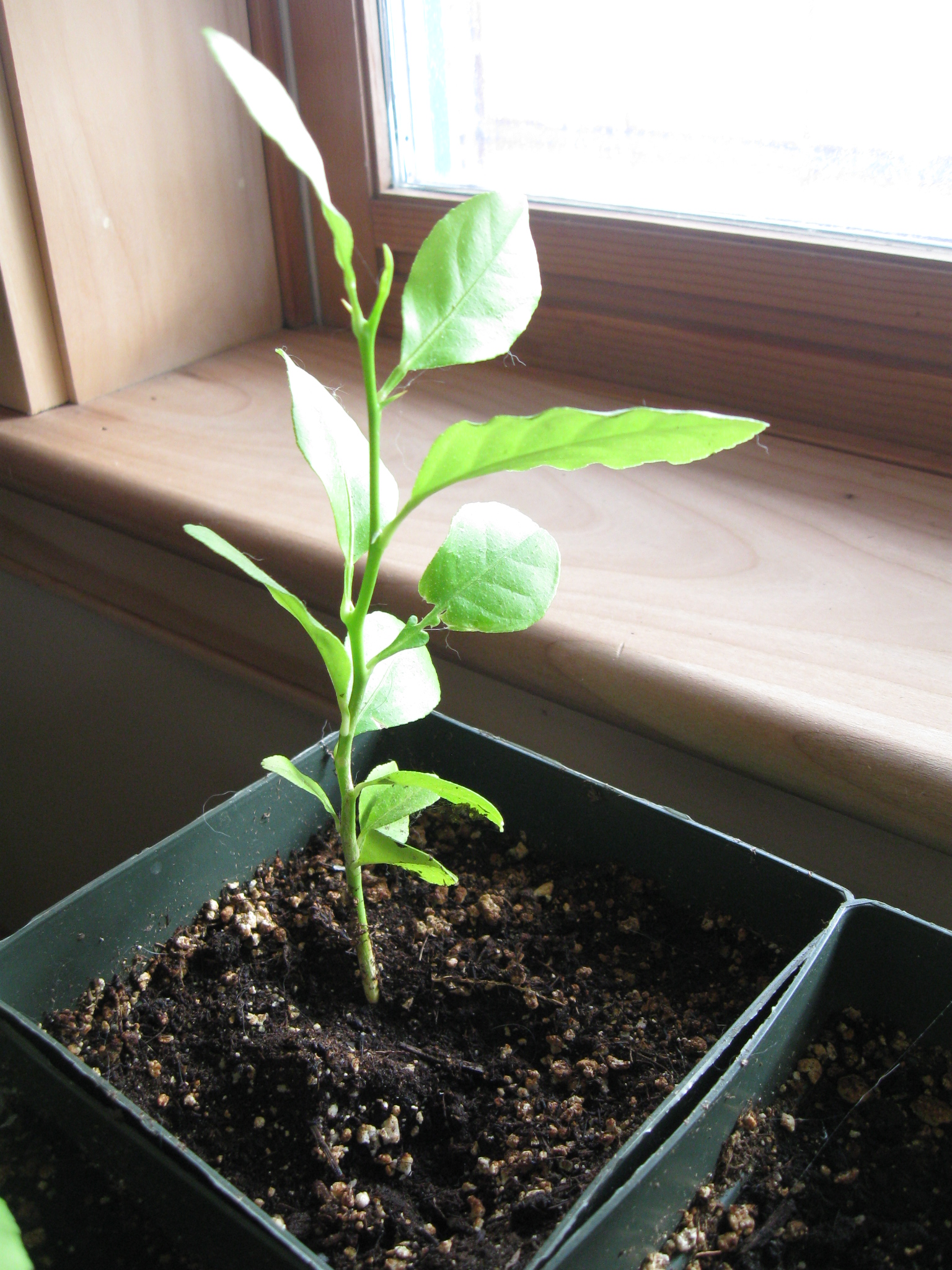 Lemon Tree Seedling