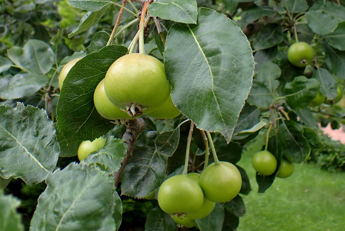 Shipova Fruit Photograph by Krzysztof Ziarnek, a Polish Botanist