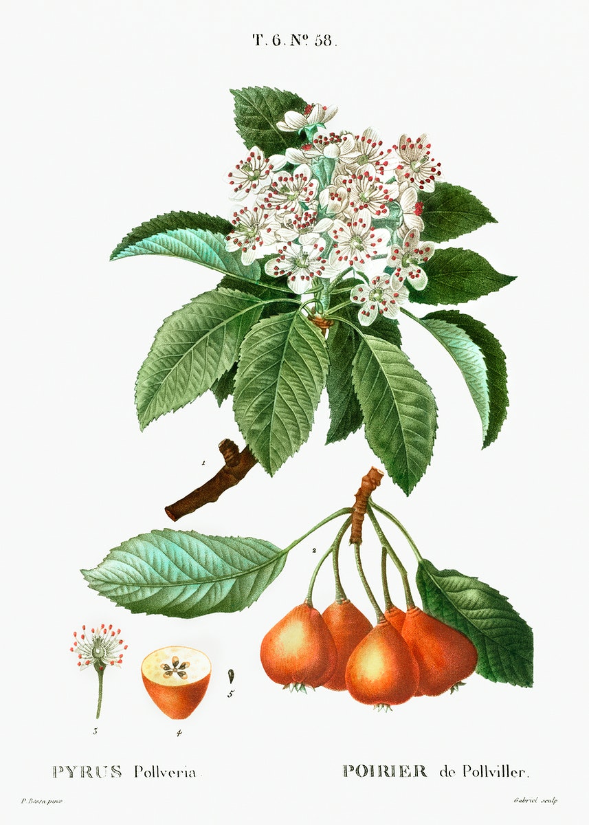 Shipova Botanical Drawing