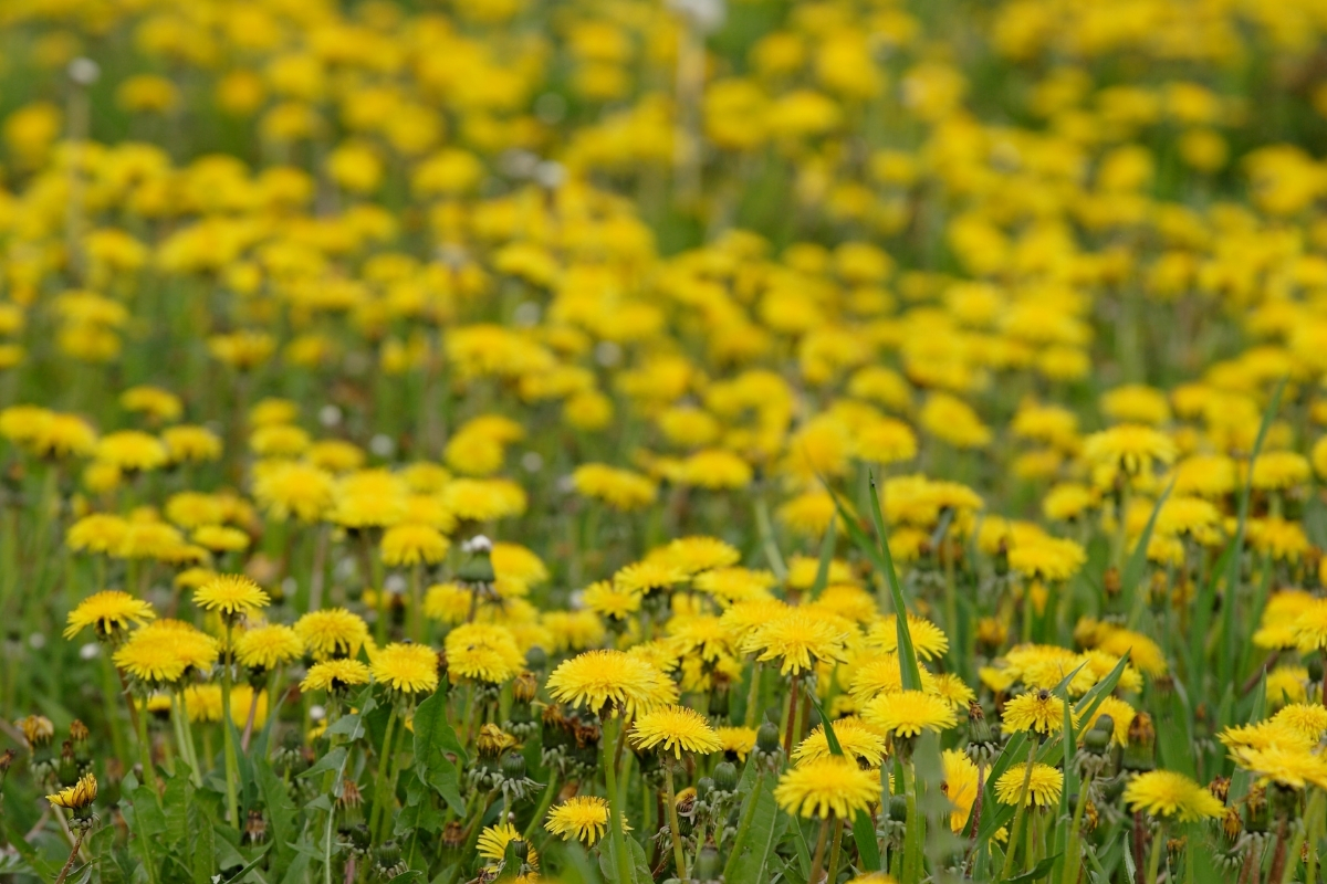 Field of Dandelions