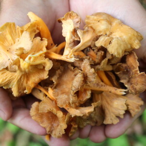 Yellowfoot Chanterelles