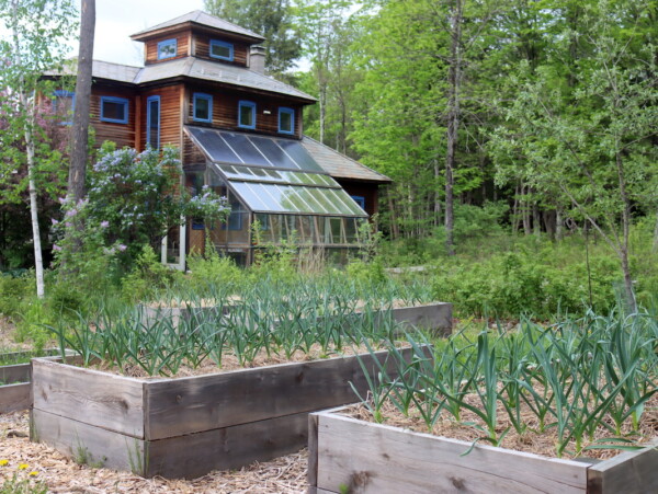 Garlic in Raised Beds
