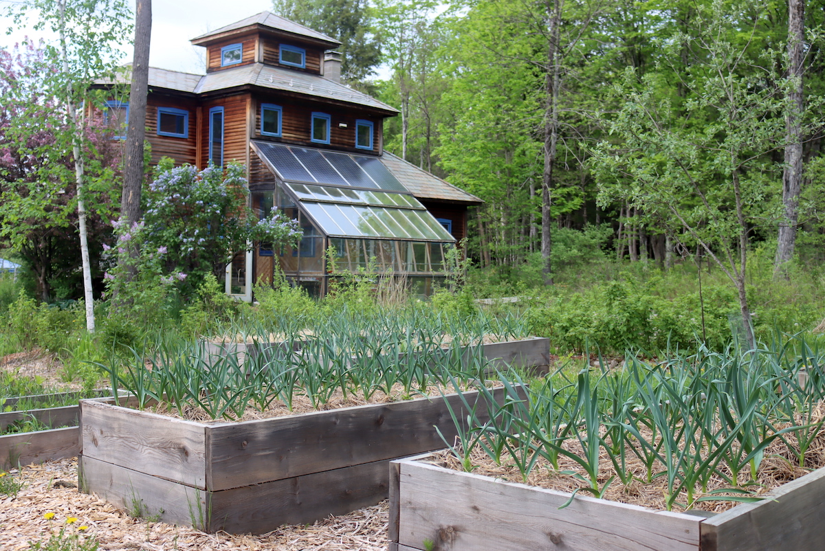 Garlic in Raised Beds