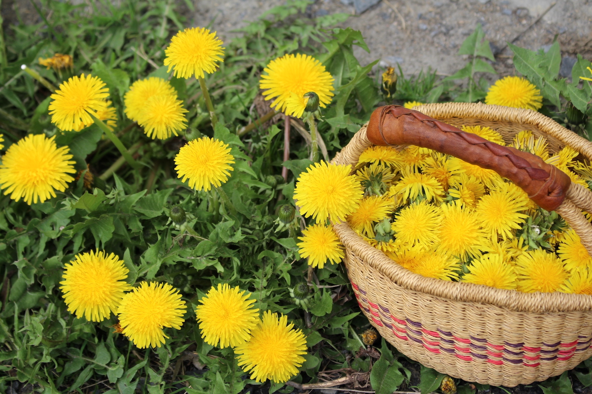 Foraging Dandelions