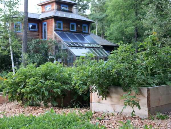 Growing Potatoes in Raised Beds
