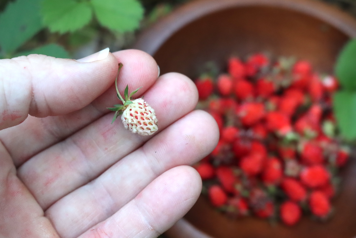 Wild Strawberries