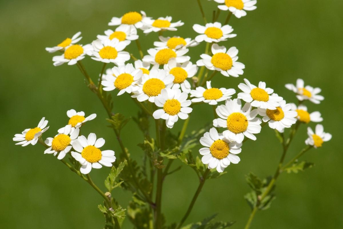 Feverfew