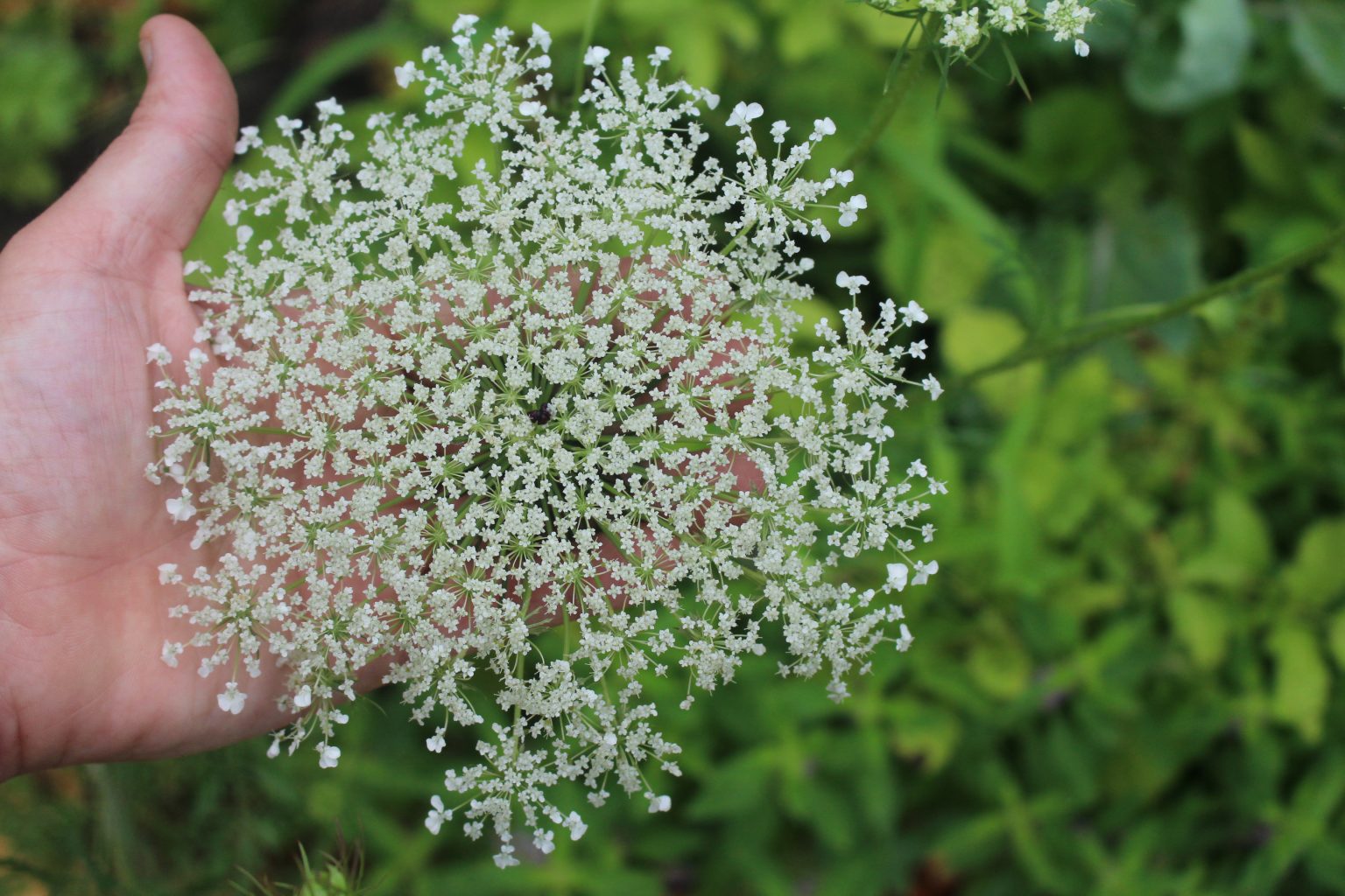Queen Annes Lace Flower