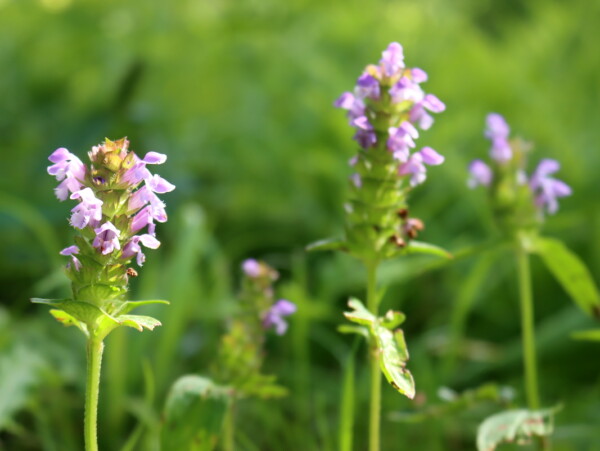 Self Heal