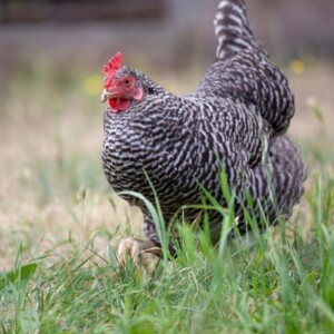 Barred Rock chicken