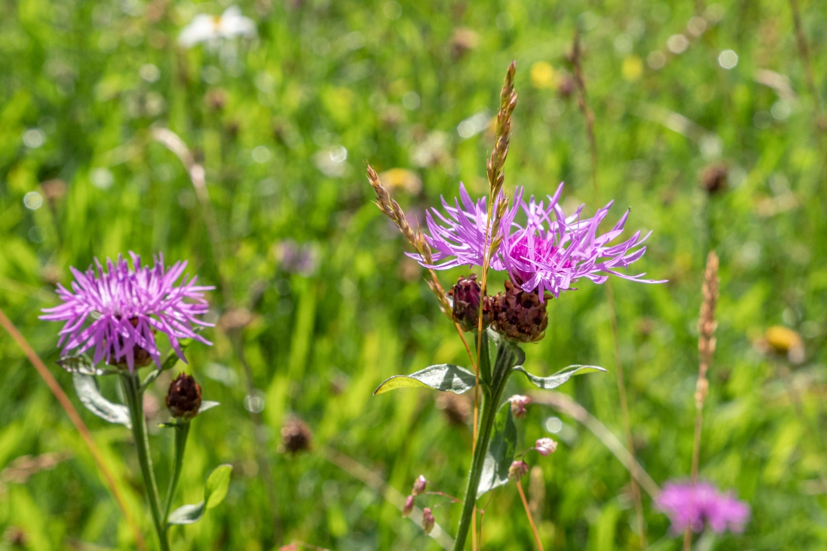 Spotted Knapweed (Centaurea maculosa)