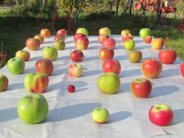 Heirloom Apples