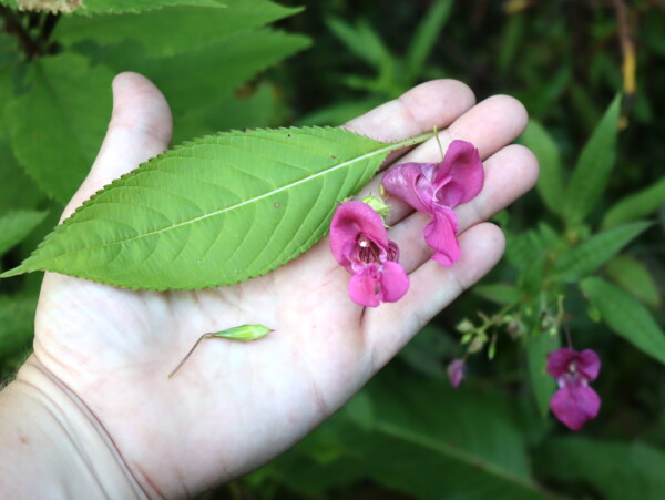 Himalayan Balsam
