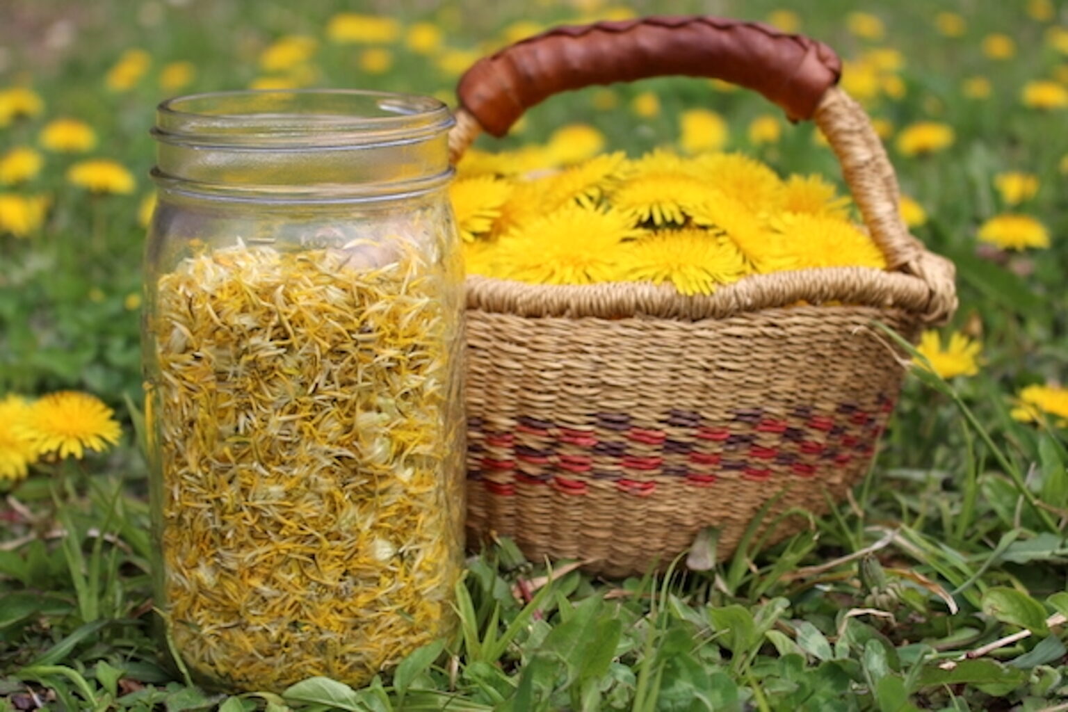 Dandelion Harvest
