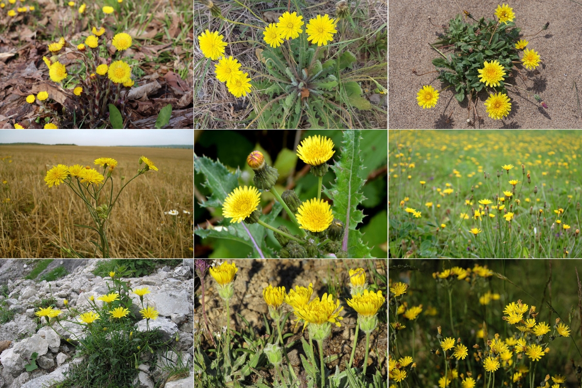 Dandelion Look Alikes