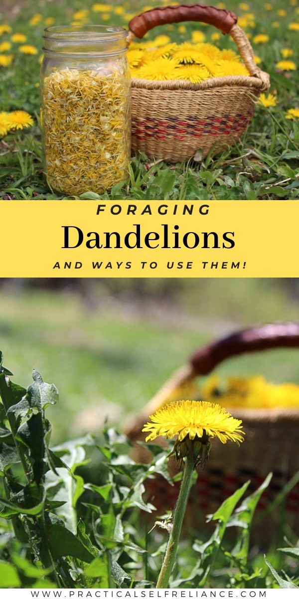 Foraging Dandelions