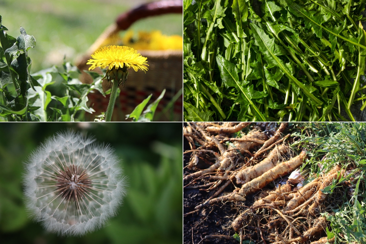 Identifying Dandelions