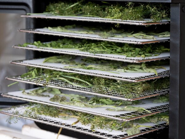 Dehydrating Herbs