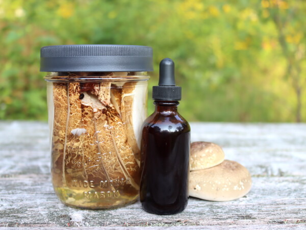 Birch Polypore Tincture