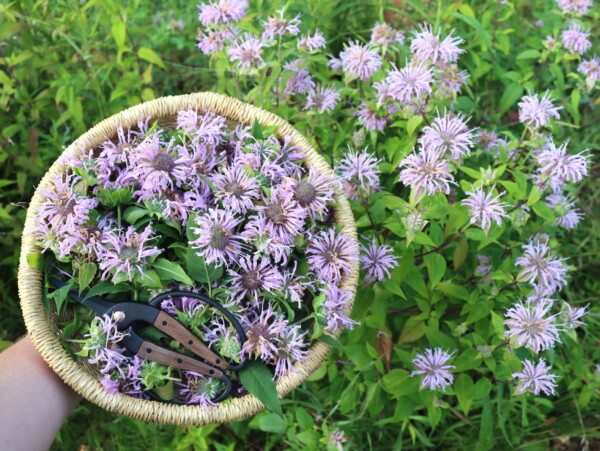 Wild Bee Balm