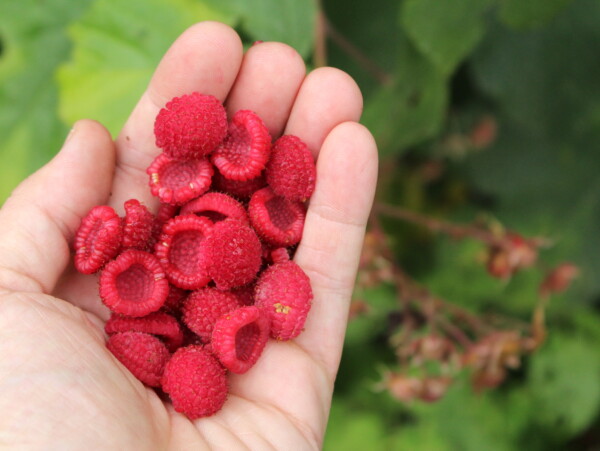 Thimbleberries