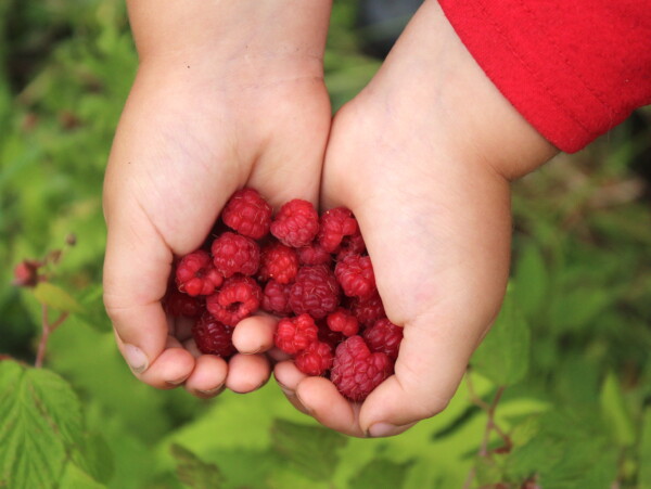 Wild Raspberries