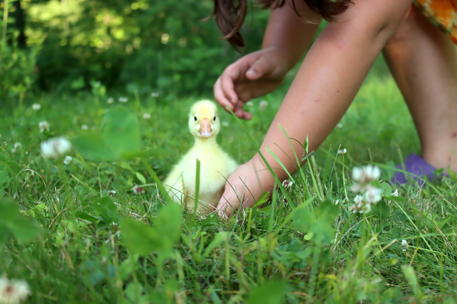Child Playing with Baby Geese