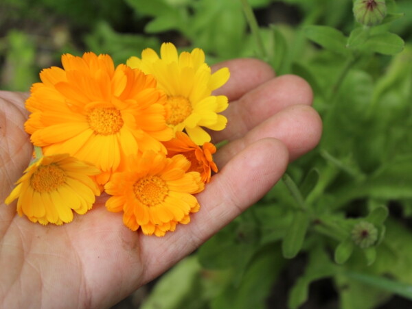 Calendula Flower Harvest