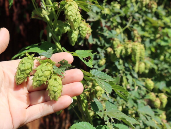 Hop Harvest