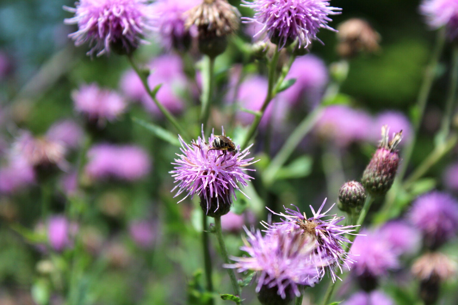 Canada Thistle Bee