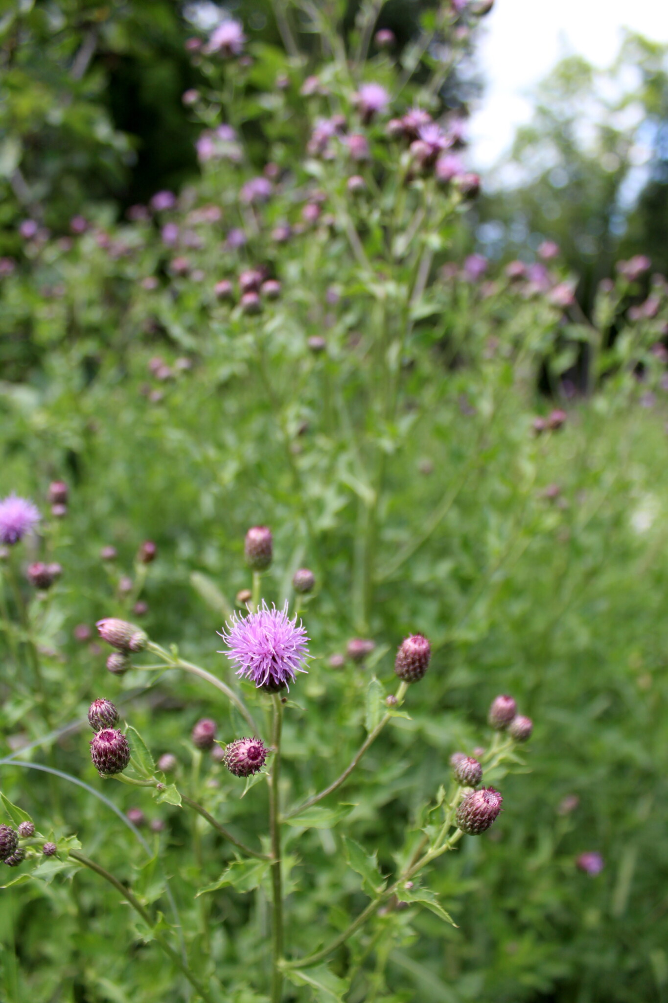 Canada Thistle Blossom