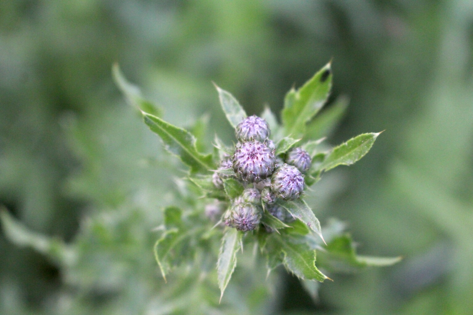 Canada Thistle Buds