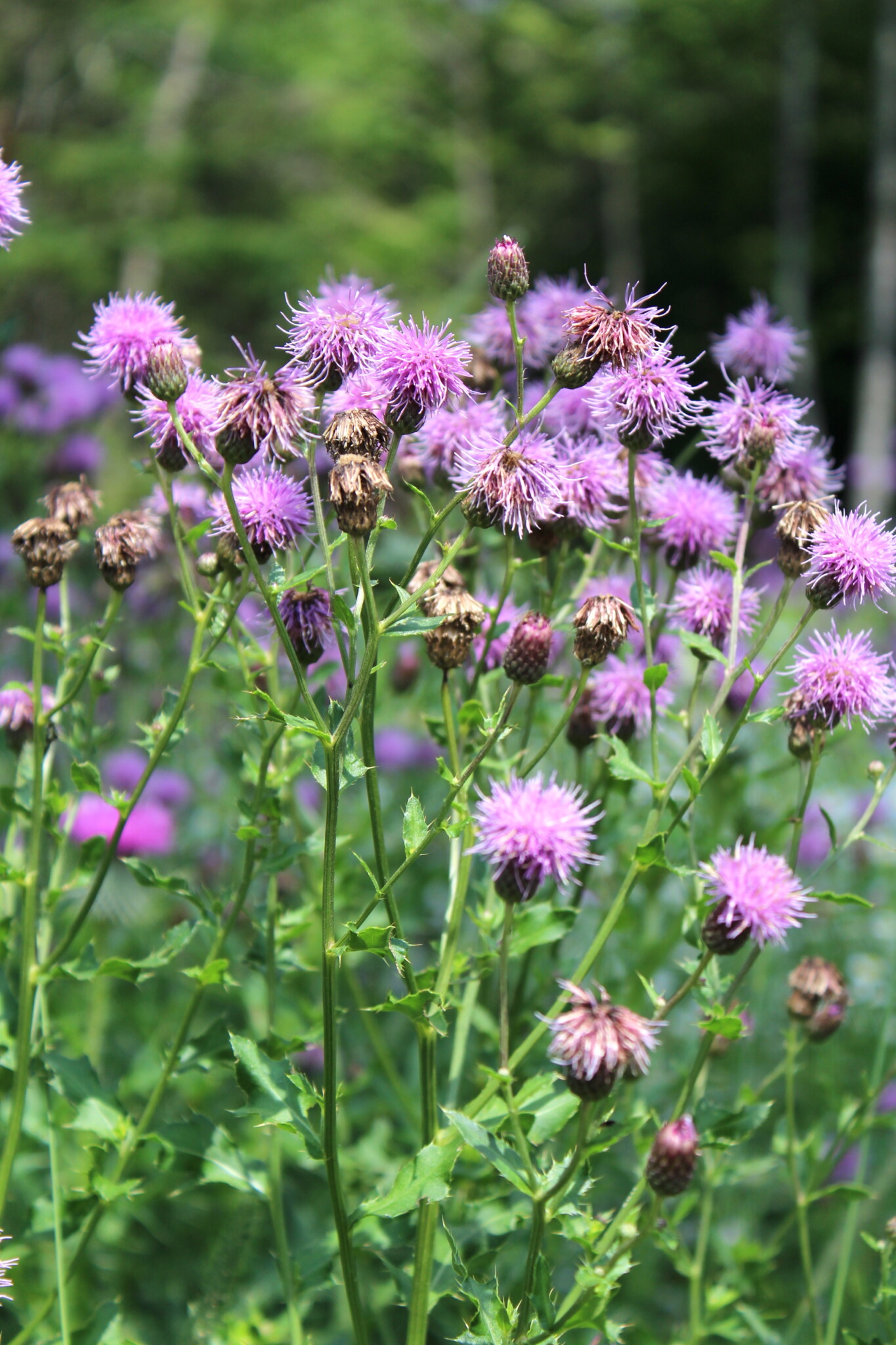 Canada Thistle Going to Seed