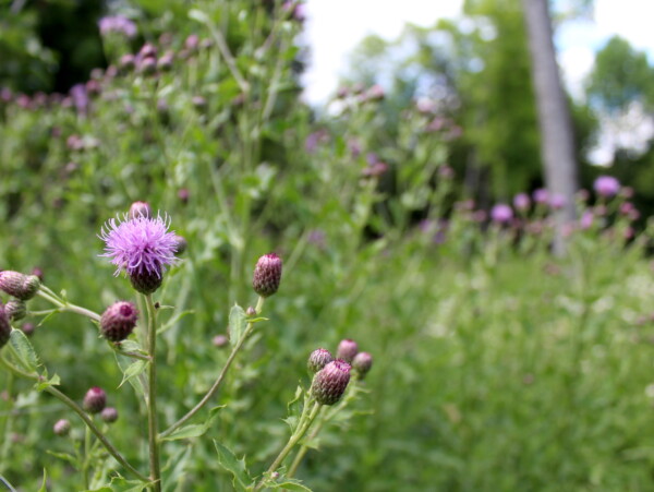 Foraging Canada Thistle