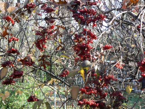 Viburnum berries