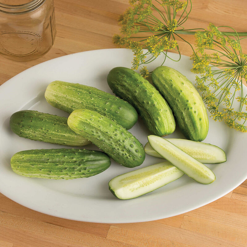 Cool Customer Pickling Cucumber