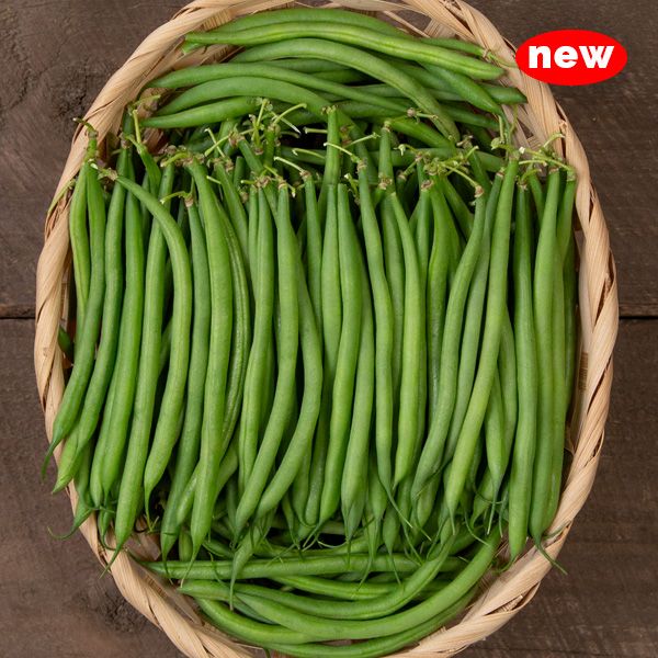 Faraday Haricot Vert Bean