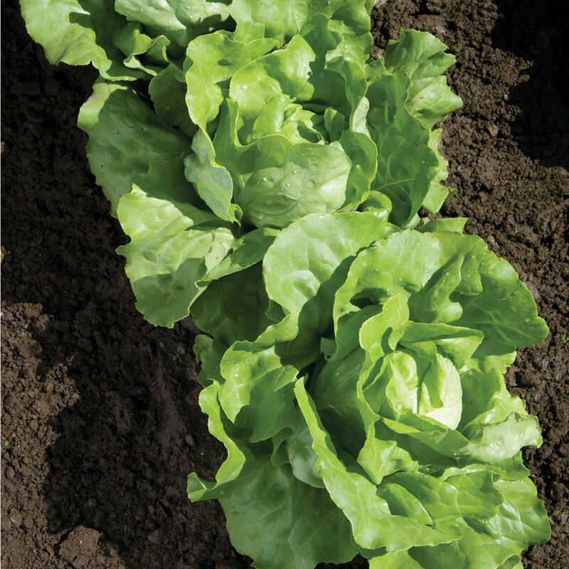 Nancy Butterhead Lettuce