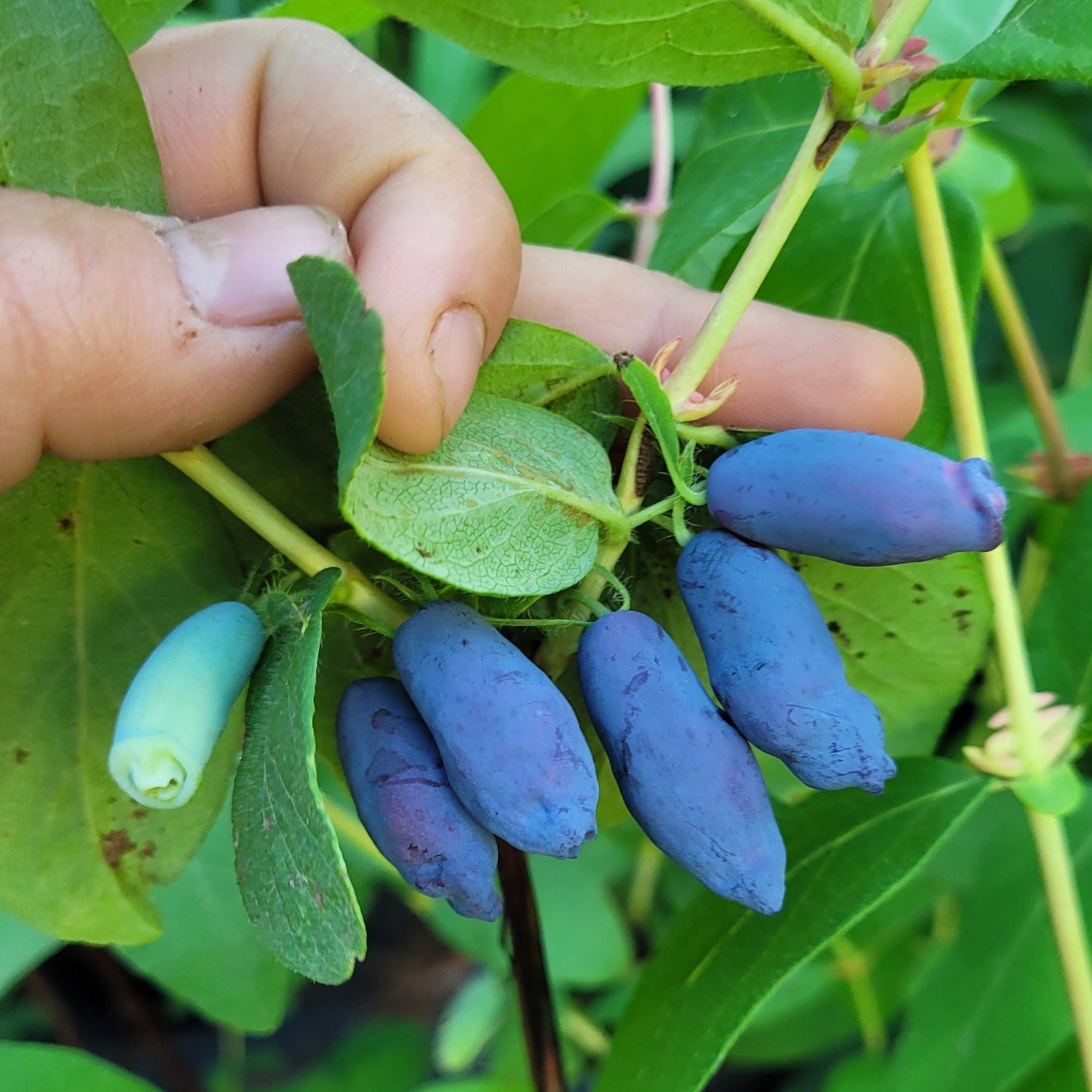 Indigo Gem Haskap Bareroot