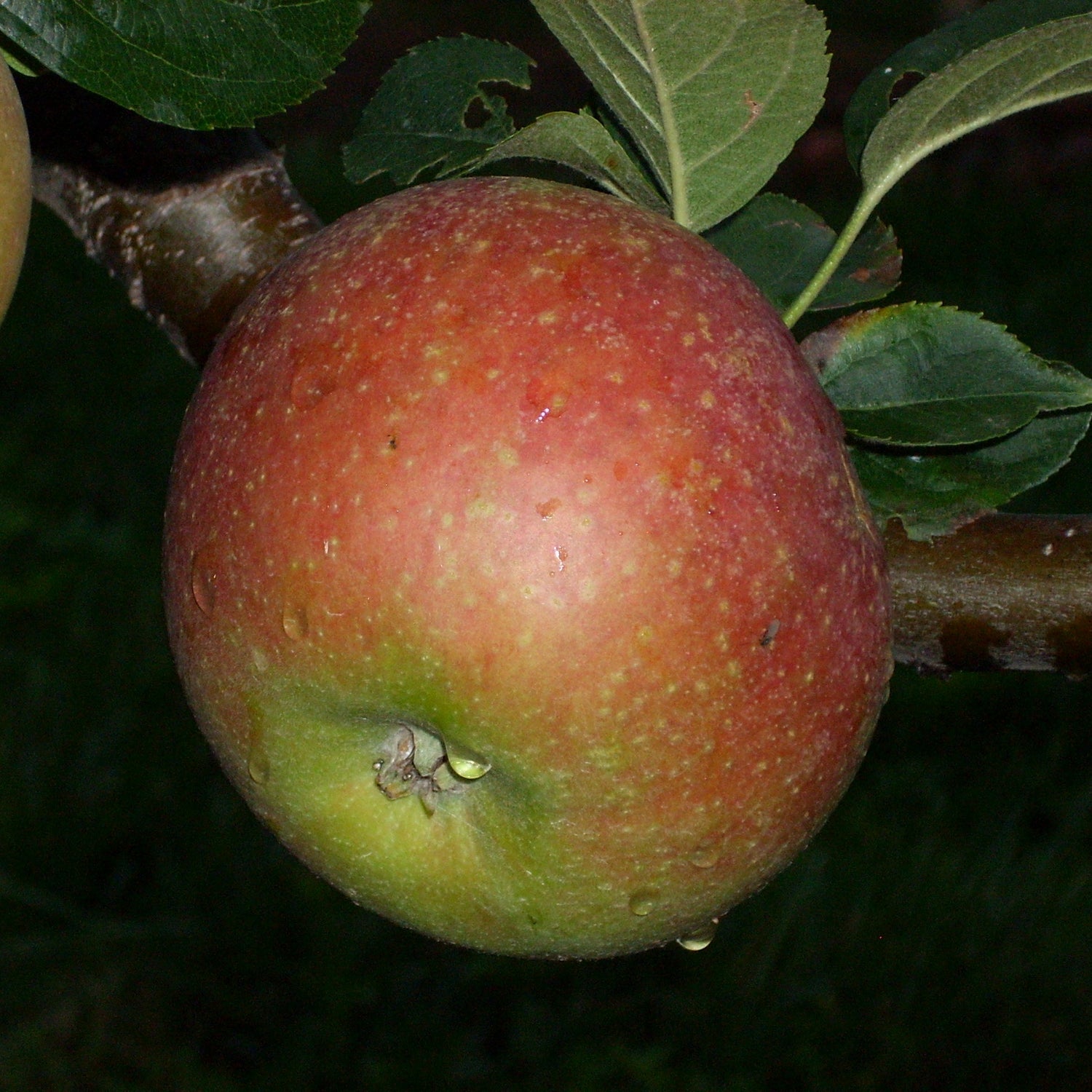Blenheim Orange Apple Bareroot