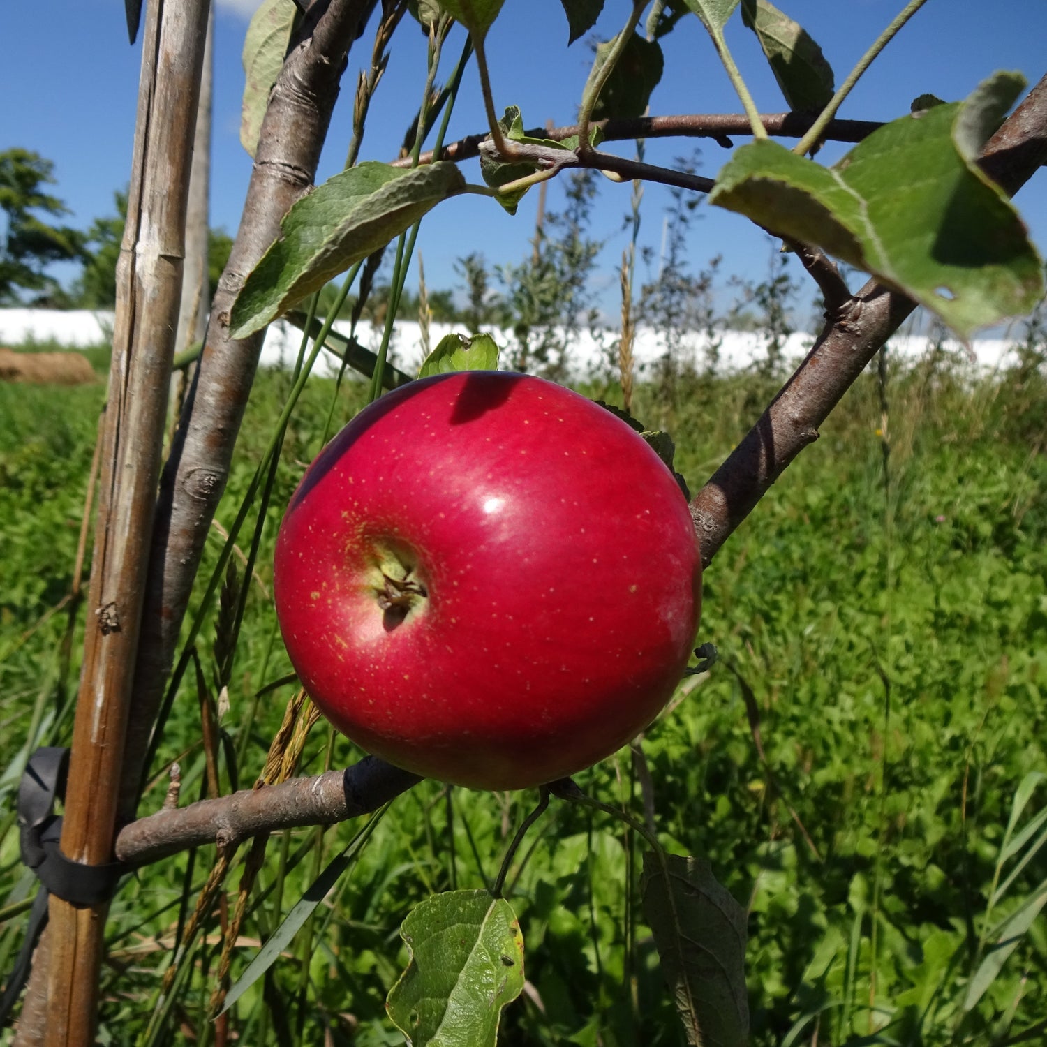 Akane apple on the tree.