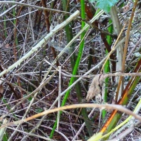 16aug_briarpatch1_cr_sm