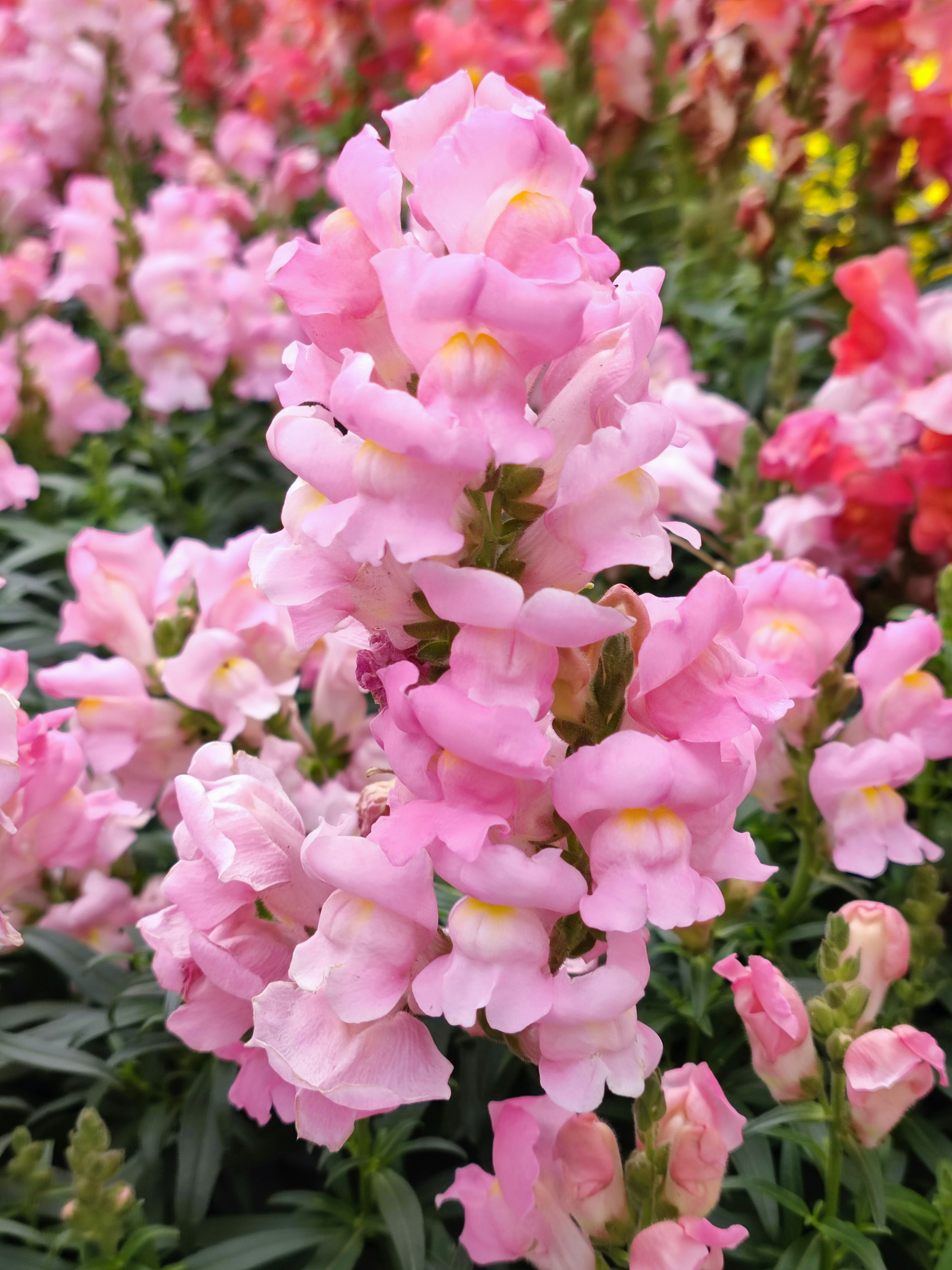 Flower Seeds (Snapdragon mix)