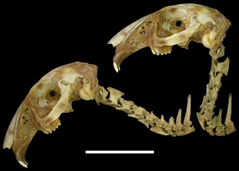 TaylorEtAl2009-fig1-reversed-lepus-capensis-480px Taylor et al. (2009: fig. 1), reverse for easy comparison with the previous two images: skull and cervical skeleton of the Cape hare (Lepus capensis) in neutral pose and in maximal extension