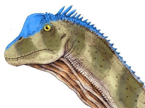 BEnghBrachioReconRough1